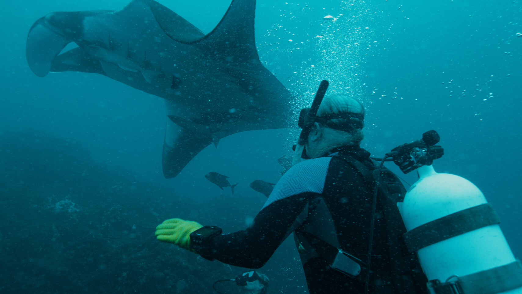 Elderly diver with yellow glove extends arm as a large manta ray passes closely overhead