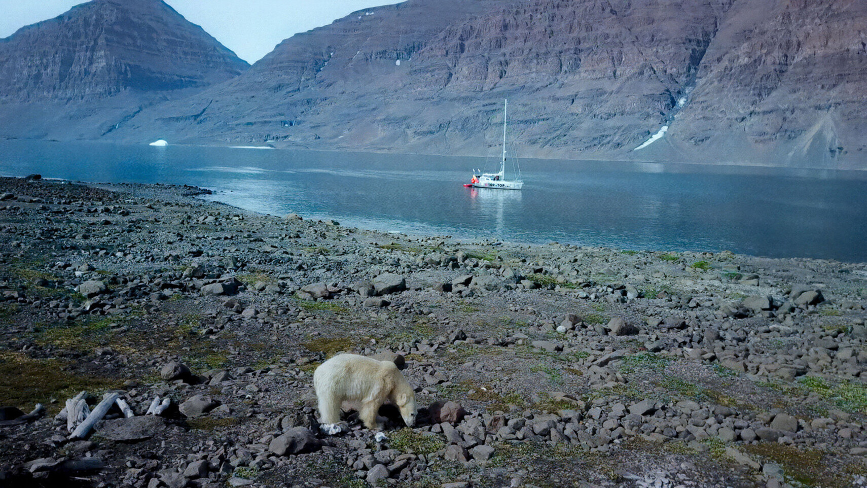 Eisb&auml;r l&auml;uft entlang einer felsigen arktischen K&uuml;ste, im Hintergrund das TOPtoTOP Expeditionssegelboot der Familie Schw&ouml;rer in einem dramatischen Fjord vor Anker